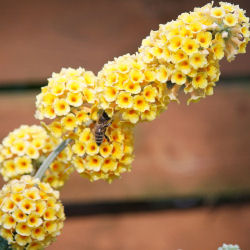 Arbre à papillons Jaune 'Sungold' / Buddleia x weyeriana 'Sungold'